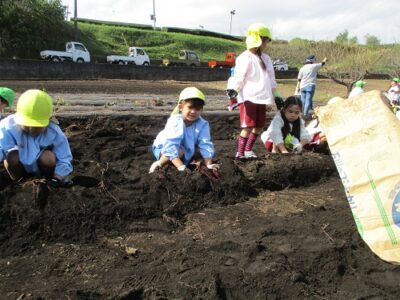 年長組は、自分たちのお芋を掘った後、いちごさんや先生達のお土産用のお芋を掘りました。